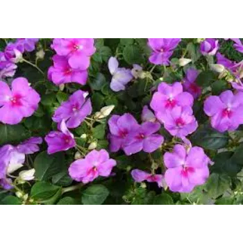 No1 Garden Flower